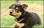 FREE Puppies-targa_german_shepherd_puppy_img_2844-jpg