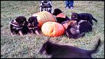 More German Shepherds Coming-img_20141011_173435_187-jpg