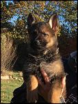 New Litter Ready!-sable-jpg