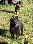 New Litter Ready!-sable-black-jpg