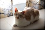 Looking to rehome indoor/outdoor cat-imgp3047-jpg