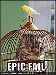Moe bling fo de tls-funny-pictures-bird-cat-cage