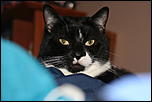 RIP Roxy-img_2167-jpg