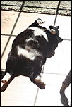 RIP Roxy-img_7000-jpg