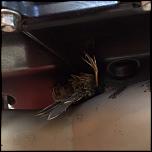Is it bird season?-img_2017-rotated-2-jpg