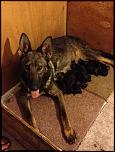 More German Shepherds Coming-img_262863054880889-jpg
