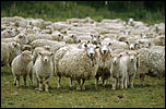 Eject System-sheep-jpg